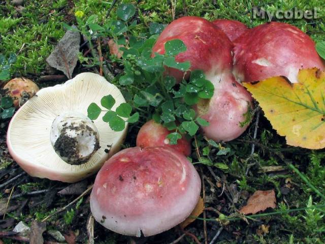 Une photo d'un Russula exalbicans