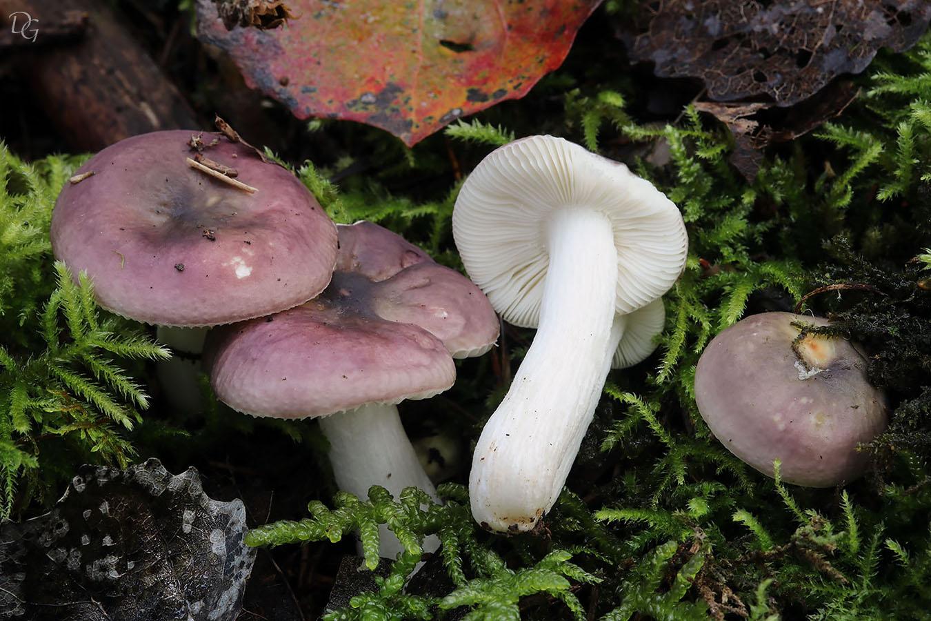 Une photo d'un Russula pelargonia