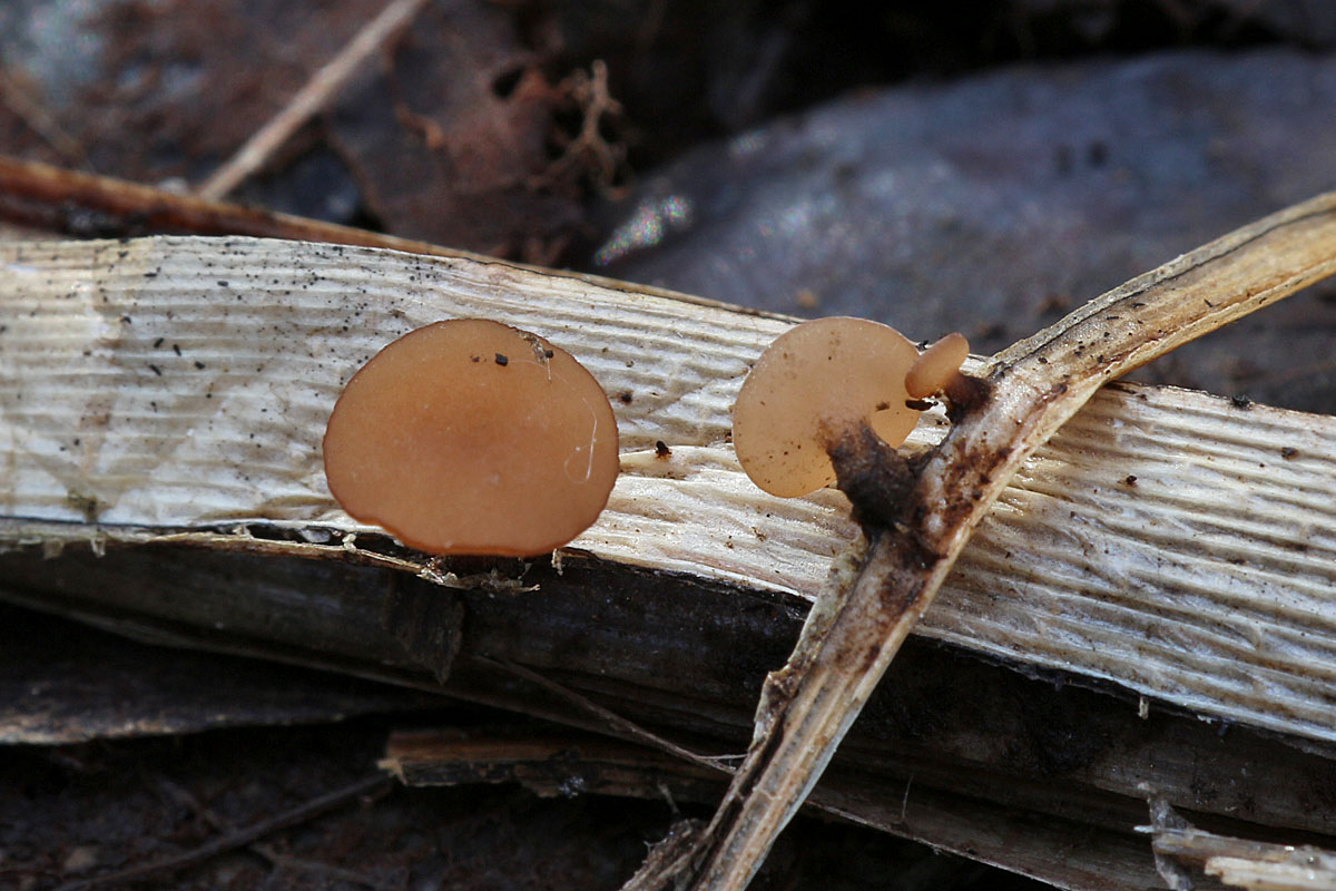 Une photo d'un Rutstroemia paludosa