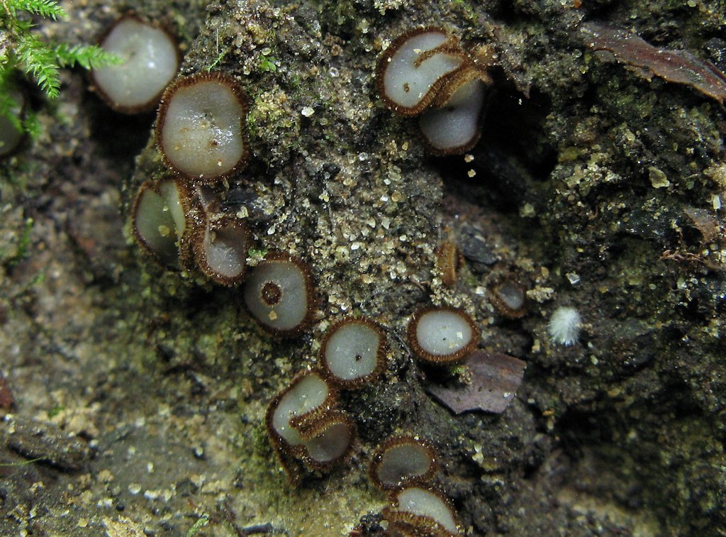 Une photo d'un Trichophaea woolhopeia